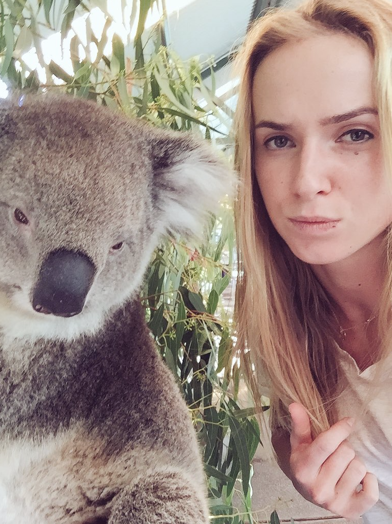 коала