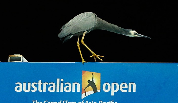 Большие птицы на большом теннисе: цапля посетила матч Australian Open - Другая сторона